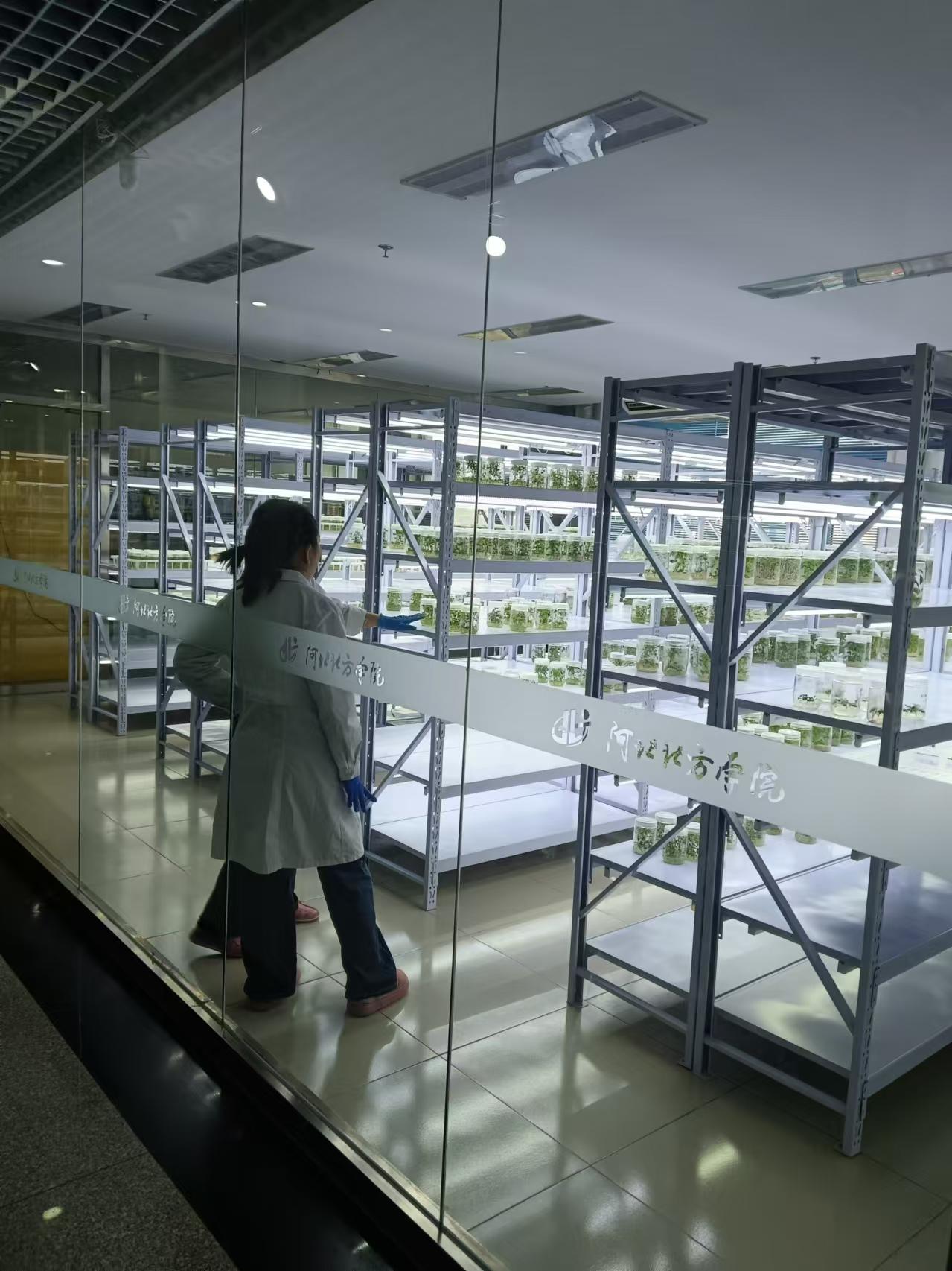 通州植物组培室设计的基本布局有哪些?